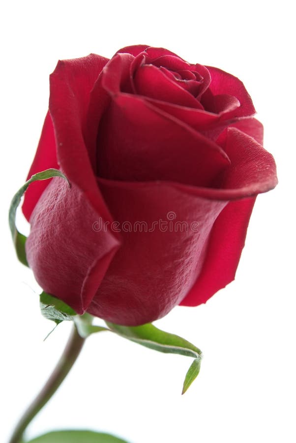Beautiful red rose isolated on white stock photography