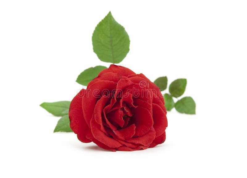 Beautiful red rose with leaves