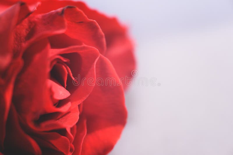A Beautiful Red Rose on the Light Background Stock Image Image of
