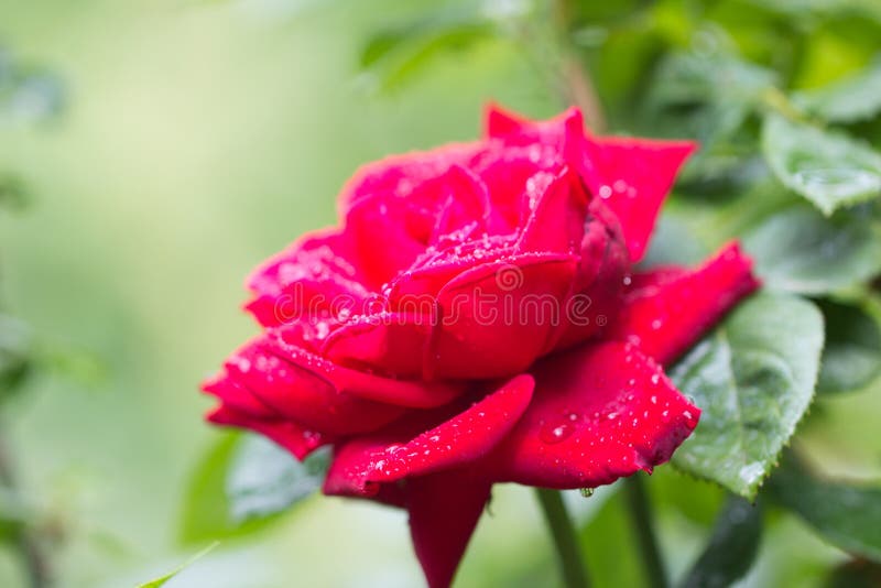 Beautiful Red Rose in Nature Stock Photo Image of detail, decoration