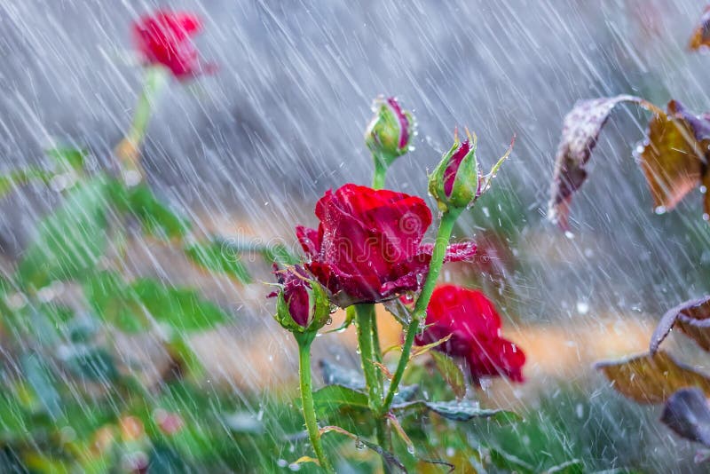 143 Rain Falling Red Rose Stock Photos - Free & Royalty-Free Stock Photos  from Dreamstime