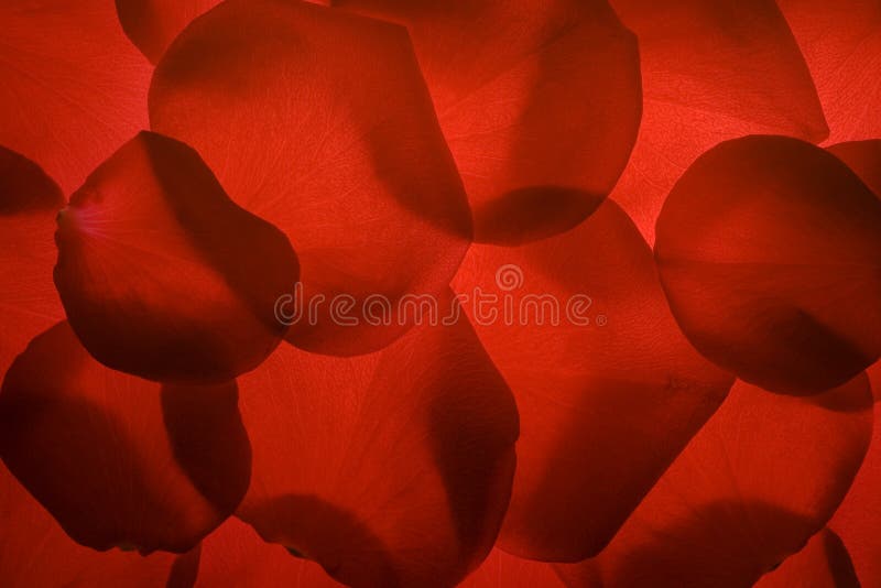 Beautiful red rose petals