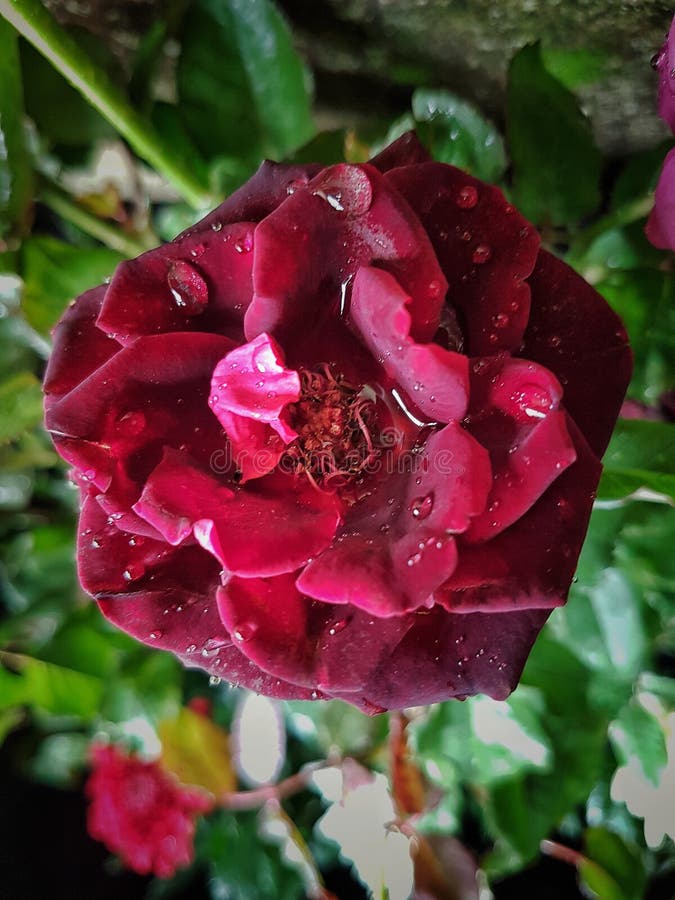 Beautiful Red Rose at Rans Farm Stock Photo Image of nikon, beautiful 108351490