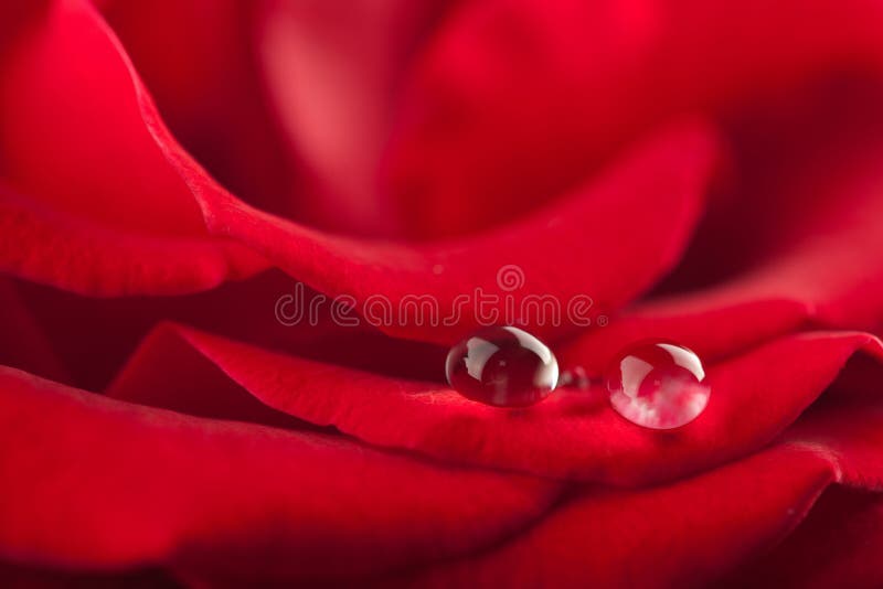 Beautiful red rose with water droplets