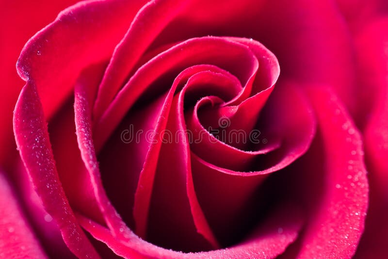 Beautiful red rose with water droplets