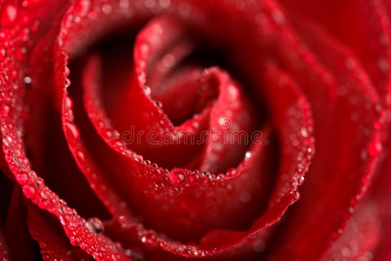 Beautiful red rose with water droplets