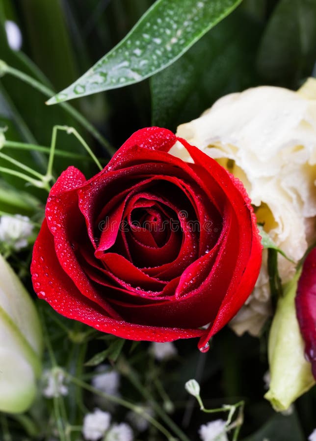 Beautiful Red Rose with Water Drops. Stock Image - Image of green