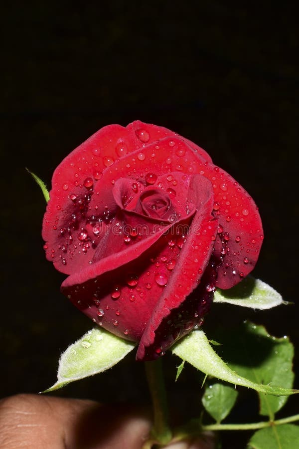 A Beautiful Red Rose Water Drops Stock Photo Image of closeup