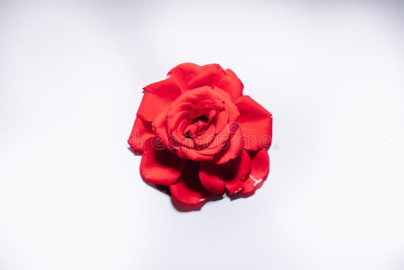 Red rose on white background, isolated royalty free stock images