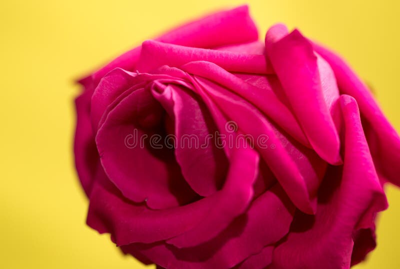 Beautiful Red Rose on a Yellow Background Stock Image Image of leaf