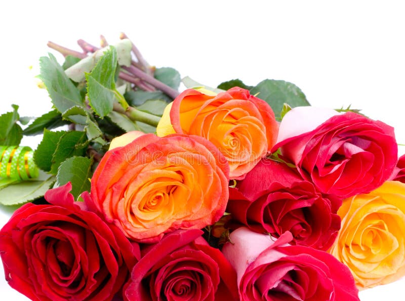 Beautiful red roses stock image. Image of green, mother - 5350245