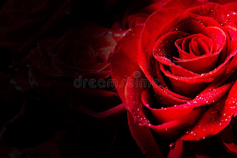 Beautiful red roses with drops of water on black background