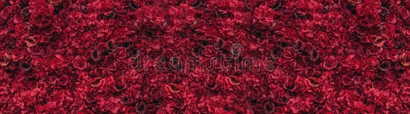 Beautiful red roses. Flower wall. Close-up of huge red roses. Place for text