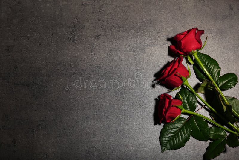 Beautiful red roses on grey background