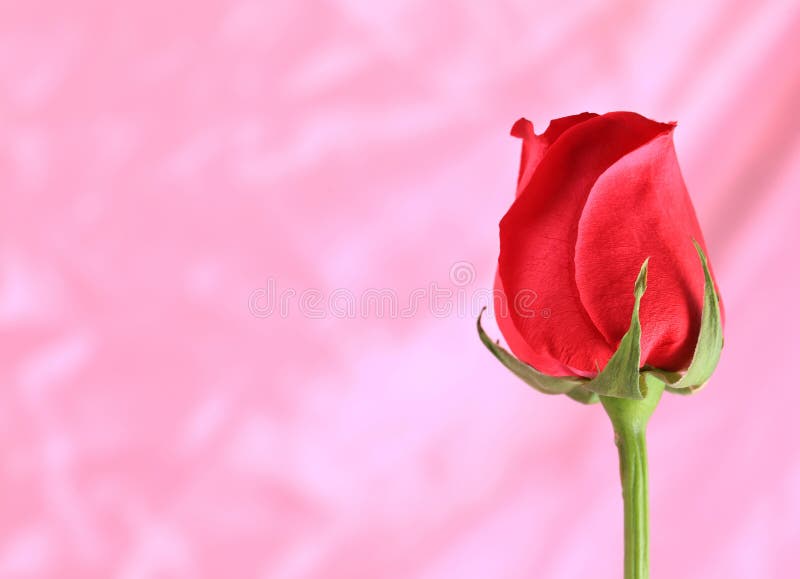 Beautiful Red Roses.pink Background. Stock Image Image of bunch, card 49858163