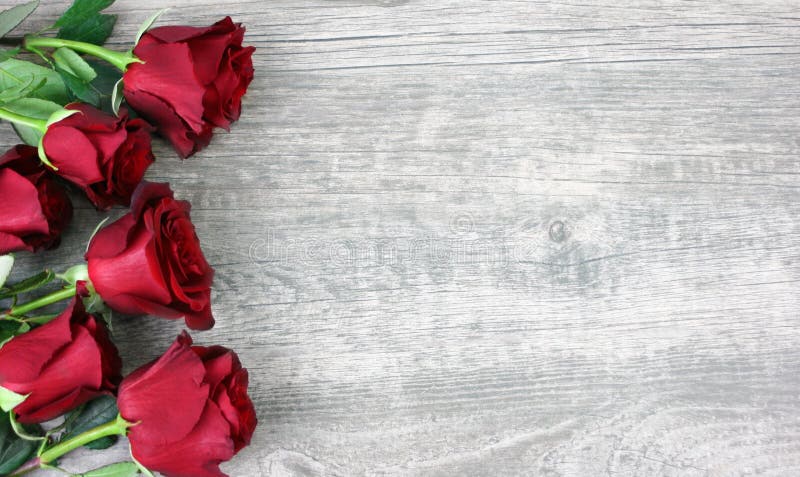 Hồng đỏ đại diện cho tình yêu và lòng nhiệt thành. Hãy thưởng thức hình ảnh này và tìm hiểu điều gì khiến loài hoa này trở thành biểu tượng của sự lãng mạn.