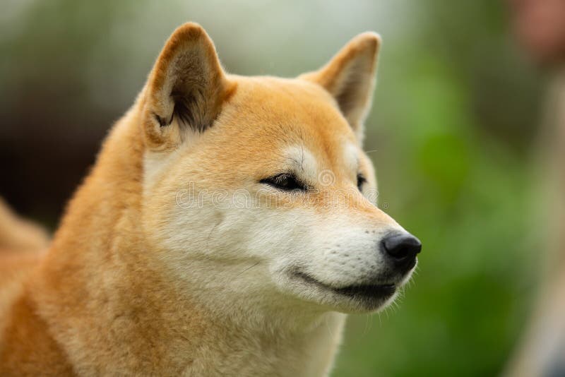 Beautiful Red Shiba Inu. Japanese Small Size Dog Or Japanese Turf Dog ...