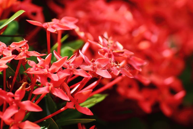 Beautiful Red Spike Flower in Fresh Nature Stock Photo Image of