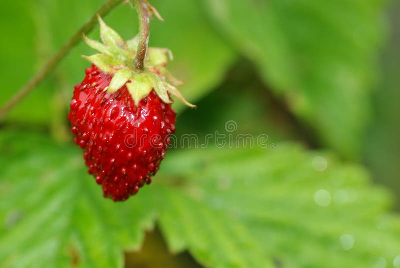 Beautiful red strawberry on grass