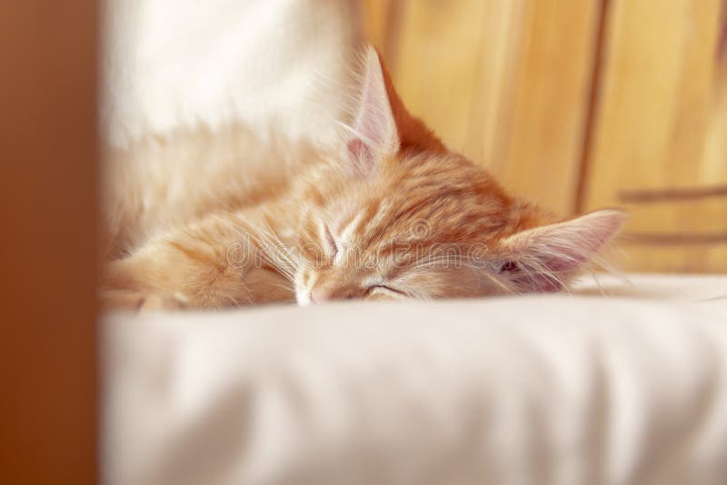 Beautiful red tabby kitty sleeping. Close up portrait redhead sleepy striped kitten. Cute sleeping cat royalty free stock photo Beautiful red tabby kitty sleeping. Close up portrait redhead sleepy striped kitten. Cute sleeping cat royalty free stock photo
