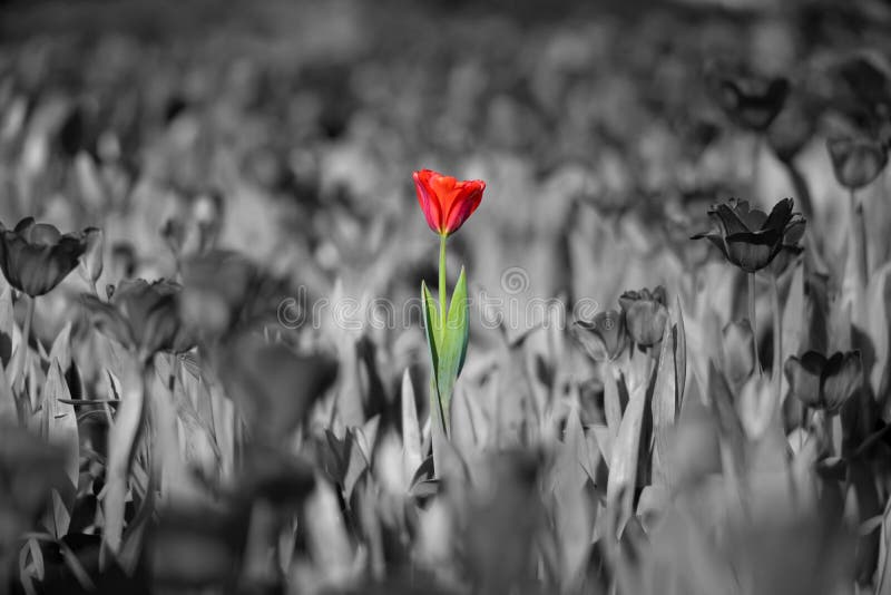 Beautiful red tulip stock photo Beautiful red tulip stock photo