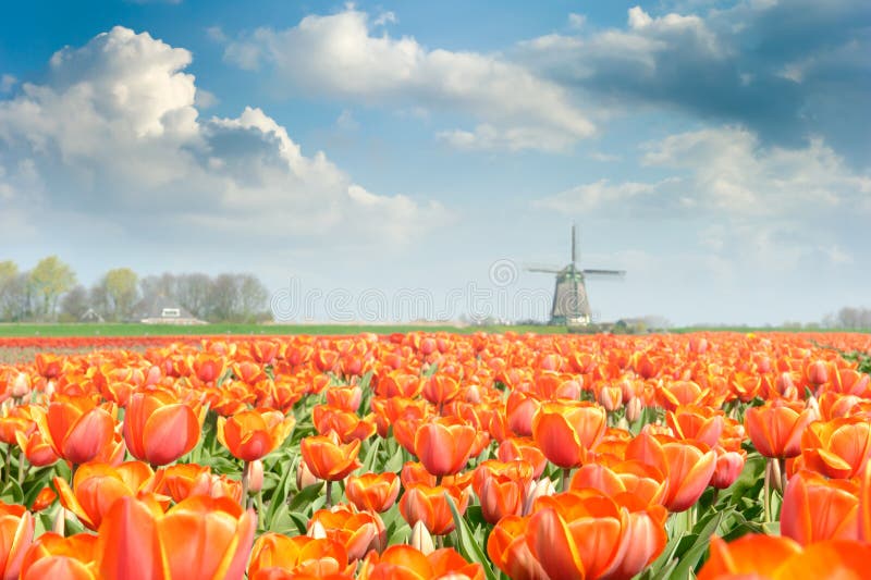 Beautiful red tulip field