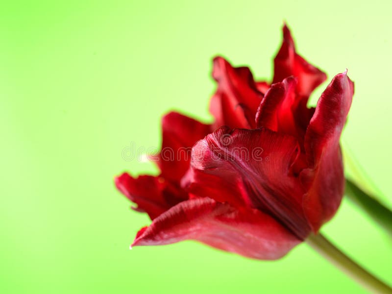 Beautiful red tulip flower over green background