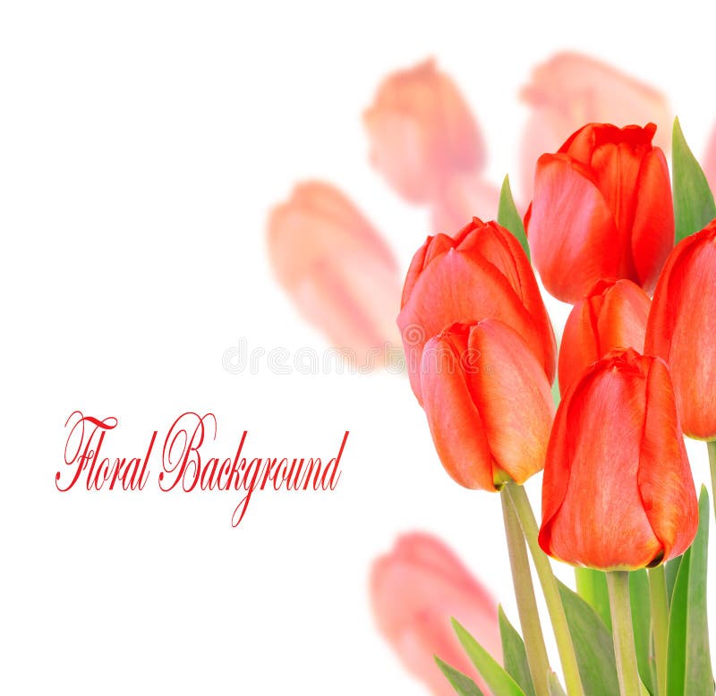 Beautiful tulips isolated on white background