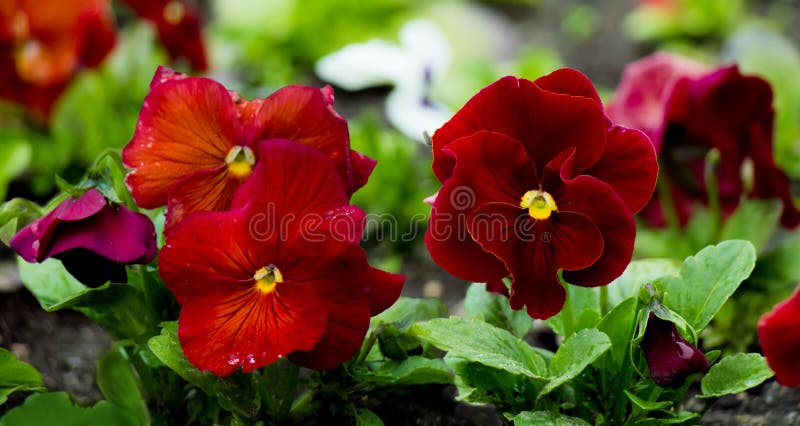 Beautiful red viola flowers close up, selective focus