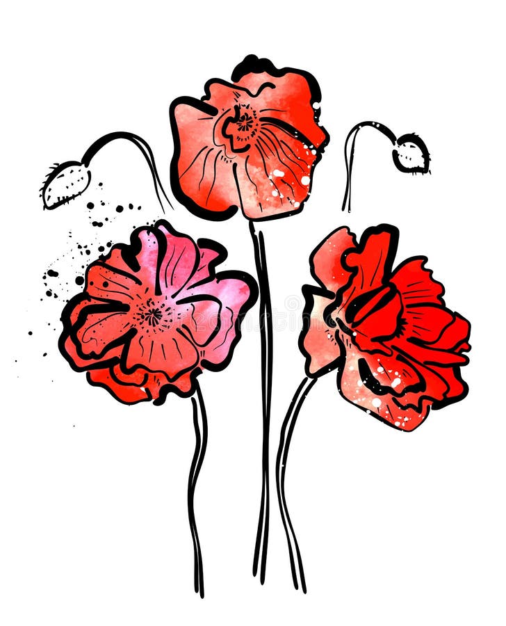 Poppies on white stock illustration. Illustration of color - 5950255