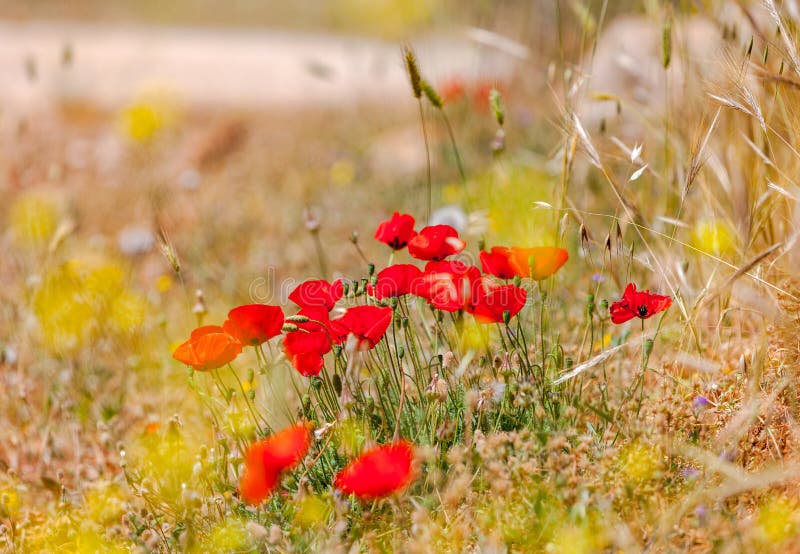 Beautiful Red Wild Poppies of the Mountain Stock Photo - Image of field ...