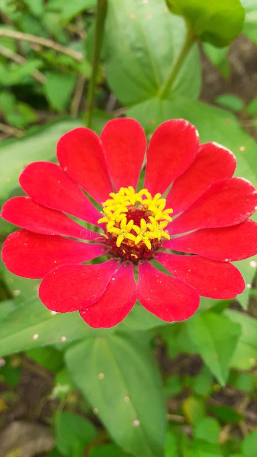 Beautiful Red and Yellow Paper Flowers Stock Image Image of meadow
