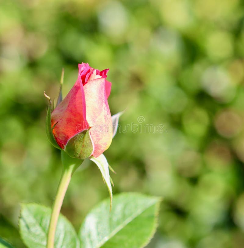 Beautiful red yellow rose bud on a green background in the garden. Ideal for a greeting cards. Beautiful red yellow rose bud on a green background in the garden. Ideal for a greeting cards