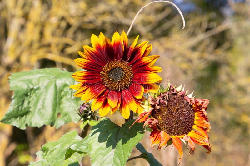 Beautiful Red and Yellow Sunflower Stock Photo Image of horticulture, beautiful 232413494