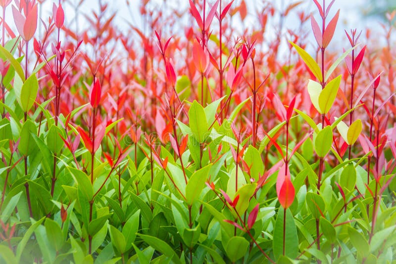 Beautiful red young leaves in the nature. Organic young red leaves background of Syzygium gratum tree, or shore eugenia. It has a. Distinctive red trunk with royalty free stock images Beautiful red young leaves in the nature. Organic young red leaves background of Syzygium gratum tree, or shore eugenia. It has a. Distinctive red trunk with royalty free stock images