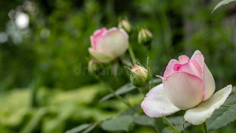 beautiful redand white rose Bush of red and white roses