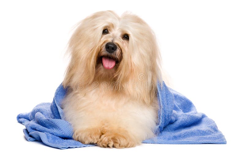 Bellissimo Contento rossastro cane dopo un bagno è un sdraiarsi confezionato blu Asciugamano un mantiene il suo Testa sul angolo, isolato su sfondo bianco.