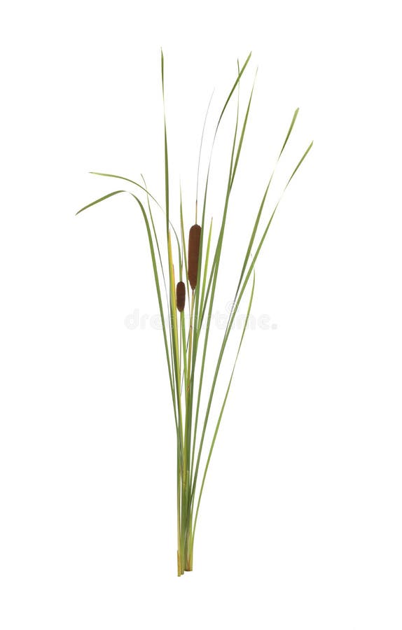 Beautiful reeds with catkins on white background