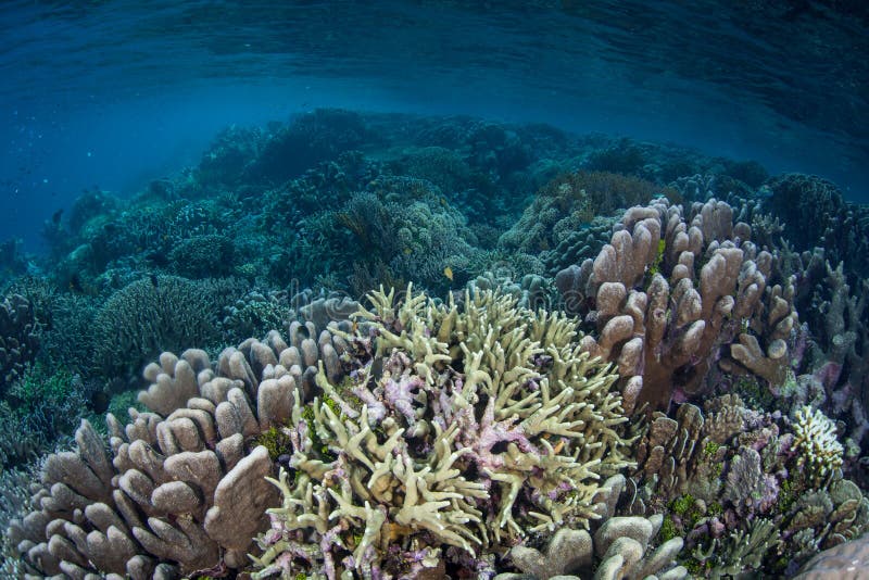 Beautiful Reef-Building Corals in Raja Ampat Stock Image - Image of ...