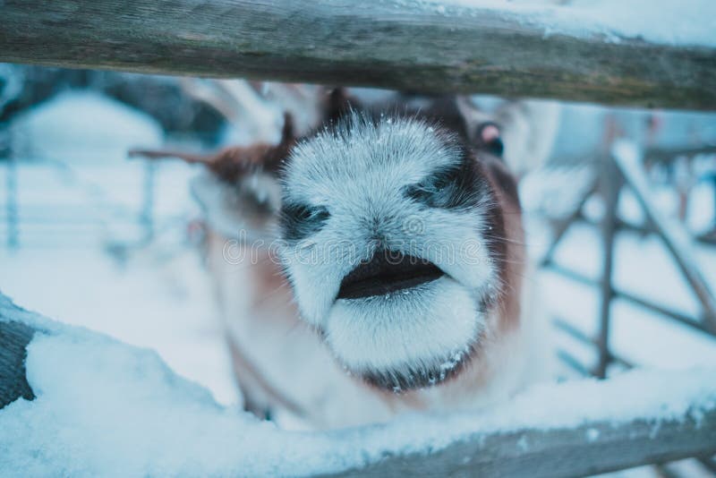 Beautiful reindeer in the ethnic park Nomad