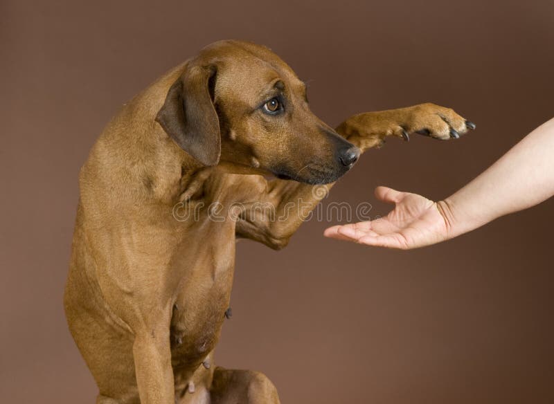Dog giving paw