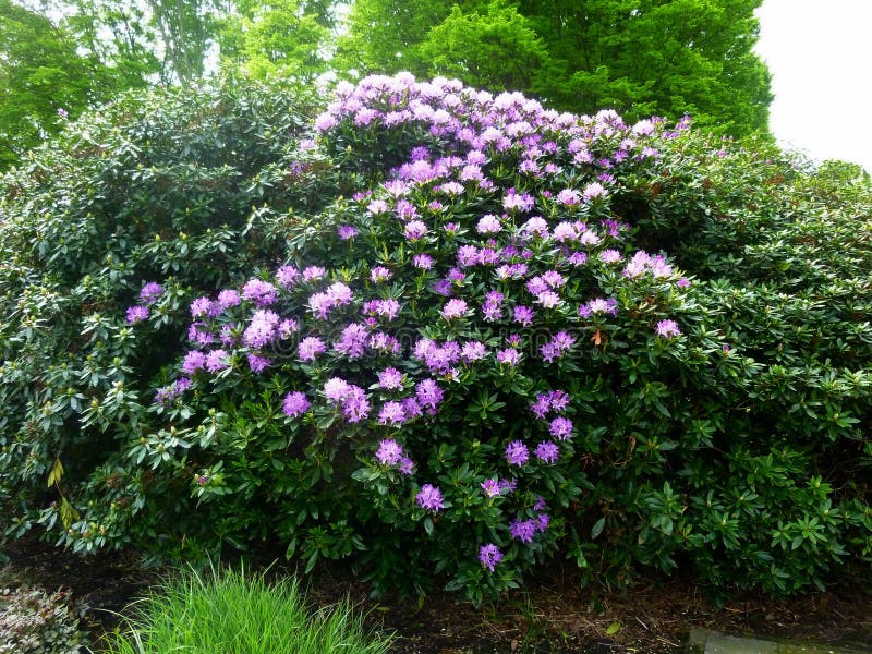 Beautiful Rhododendron Flower Bushes in a Garden Stock Photo - Image of ...