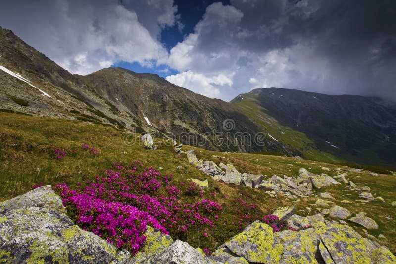 Beautiful rhododendron flowers in high mountains