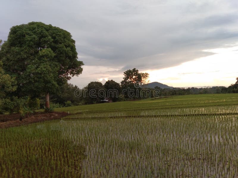 Beautiful Rice Field Views And The Sun Is Starting To Rise In Front Of beautiful-rice-field-views-and-the-sun-is-starting-to-rise-in-front-of