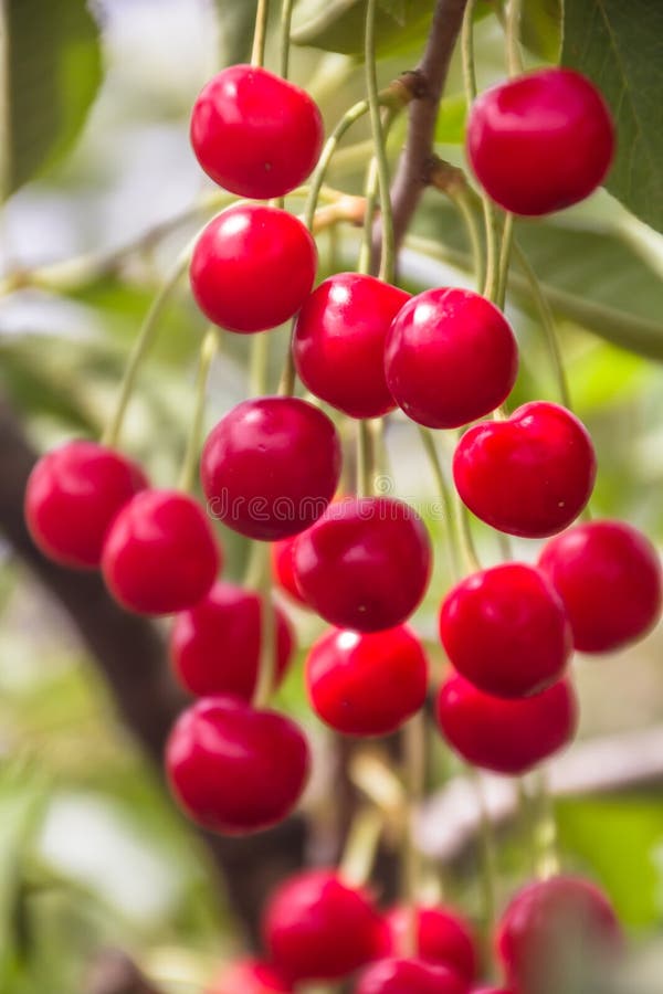 Beautiful ripe and fresh group of red sour cherries