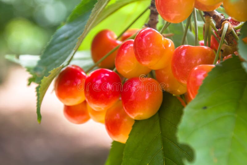 Beautiful ripe and fresh group of yellow reddish cherries