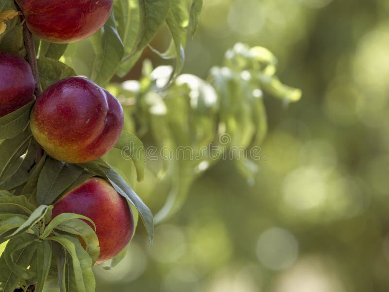 Nectarines stock image. Image of nectarines, harvesting 5076221