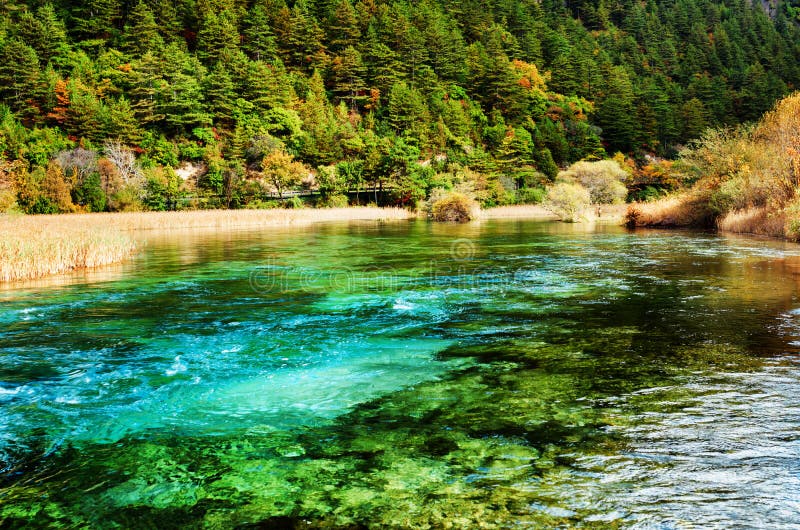 Beautiful River With Azure Crystal Water Among Evergreen Woods Stock