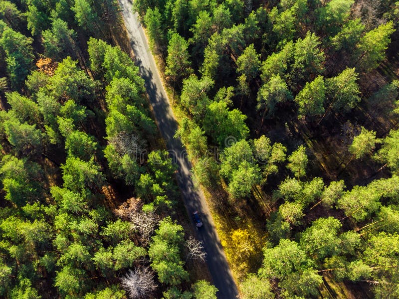 Beautiful road through evergreen pine forest on bright sunny day. Eco tourism and travel concept. Aerial drone virew royalty free stock photos Beautiful road through evergreen pine forest on bright sunny day. Eco tourism and travel concept. Aerial drone virew royalty free stock photos