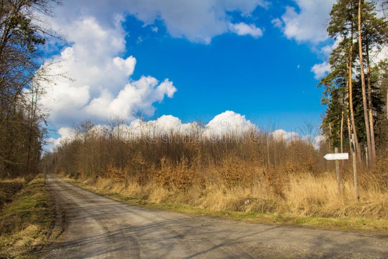 Beautiful Road in the Forest. Bright Sky. Long Road in the Spring Forest.  Background. Stock Photo - Image of summer, dirt: 176365748